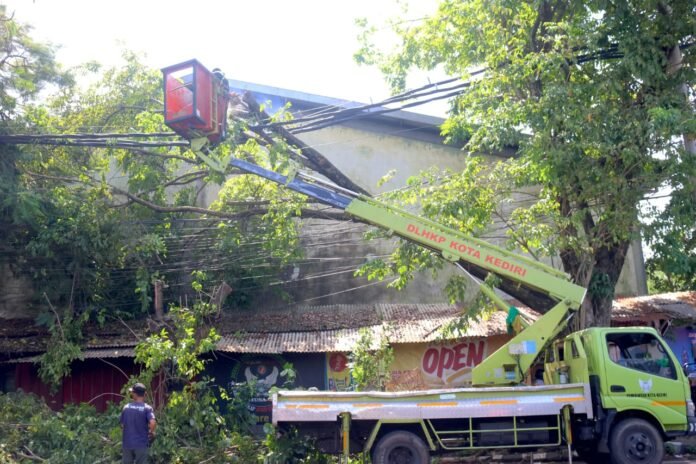 Mitigasi Ancaman Pohon Tumbang di Cuaca Ekstrem, DLHKP Kota Kediri Pangkas Sejumlah Pohon Rawan Secara Selektif