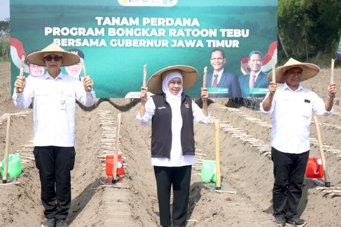 Gubernur Khofifah Pimpin Tanam Perdana Program Bongkar Ratoon Tebu Serentak di 11 Kabupaten se-Jawa Timur, Tanda Komitmen Jatim Garda Terdepan Penguatan Industri Gula Nasional