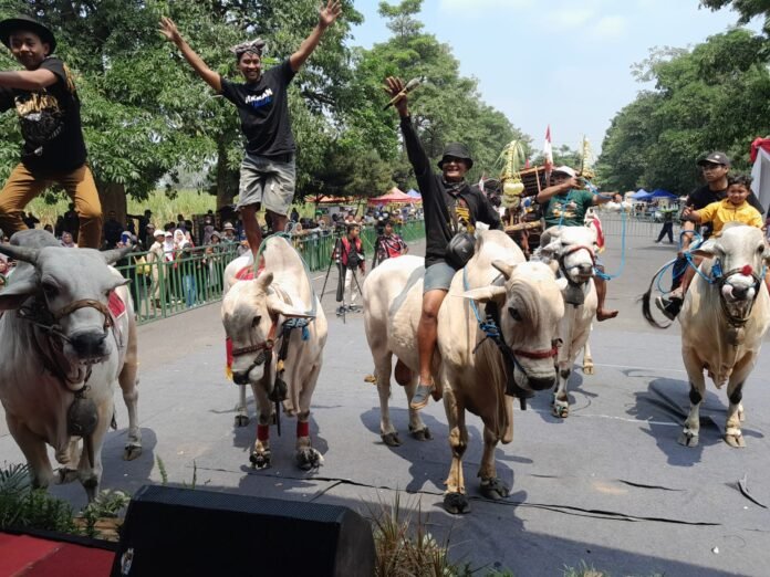 Sapi sapi Tunggangan ikut Perfom didepan Panggung Finish Parede Cikar.